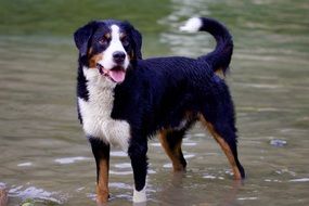 bernese mountain dog in water standing portrait