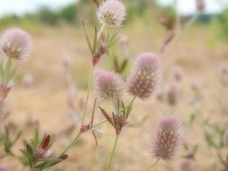 unusual light flowers in a meadow close-up