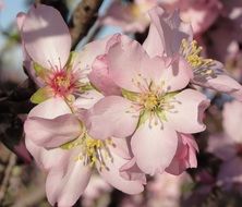 gentle flower almond