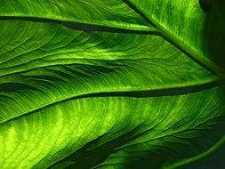 botany green leaf