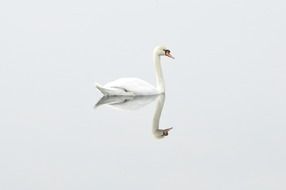 white swan on the calm water on the lake