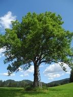 Tree on the meadow in summer