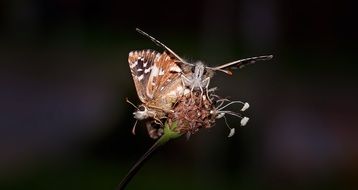 mating of butterflies closeup