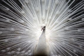 peacock white bird