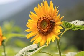 yellow sunflower with bee blooming