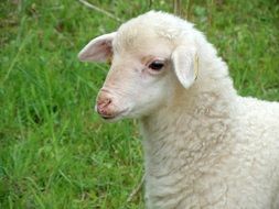 white lamb on green grass