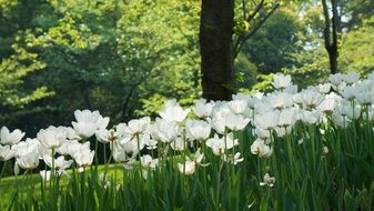 white tulips in garden at back light, china, hangzhou, prince bay park