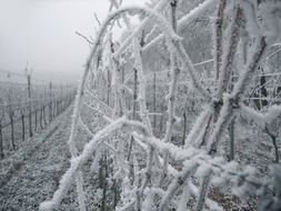 vineyard in the snow