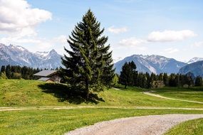 landscape nature road near pine tree