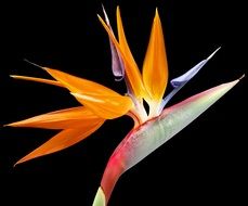 beautiful and delightful paradise flower as a bird