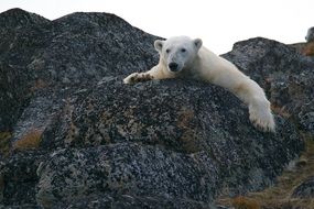 incredible polar bear