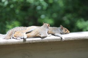 very beautiful squirrels