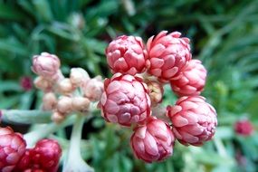 incredibly beautiful pink flower