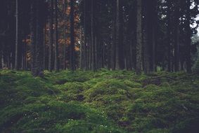 green grass in the forest