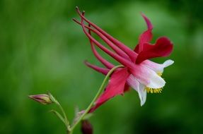 crimson flower macro photo