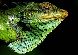 green chameleon head