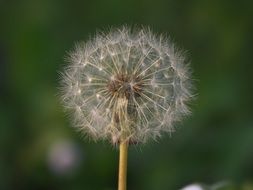 Dandelion close-up