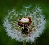 dandelion flower close up