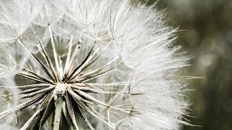 ripe Seed head of scorzonera close up