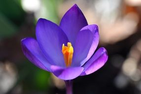 Crocus close-up