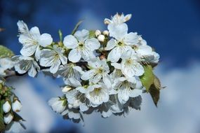 blooming chery branch