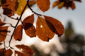 brown autumn leaves in back light