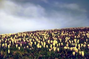 field of multi-colored crocuses