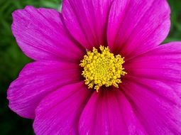 fucsia blossom flower closeup