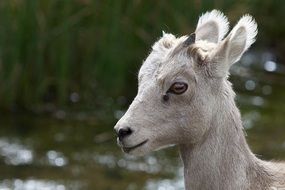 portrait of a bighorn sheep in nature