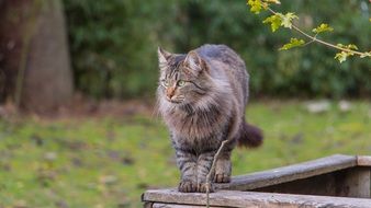 fluffy domestic cat stands on a wooden fence