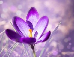 lavender is a flower garden