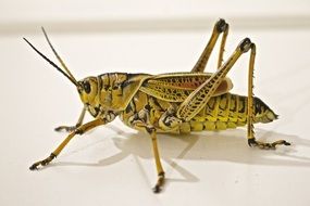 yellow grasshopper