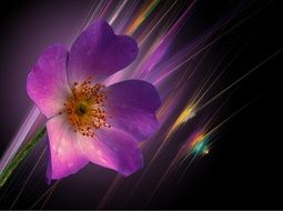 purple flower on a colorful background