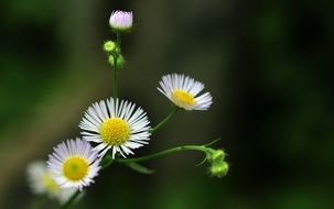 wonderful flowers daisies