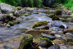 delightful forest mountain