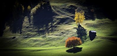 tree meadow autumn landscape