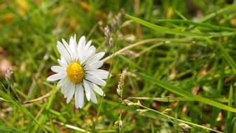 delicate white daisy in summer