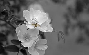 grey picture of the blossoms