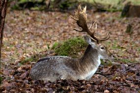 Fallow deer in the forest in autumn