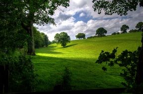 landscape of green meadows in nature