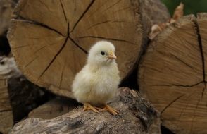 chicken on a log
