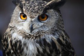 Portrait of the eagle owl bird