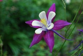 purple blossom flower in springtime close