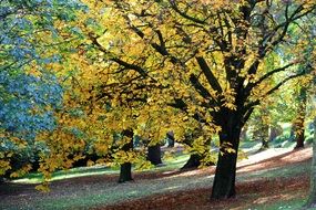 autumn trees in Park