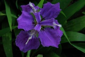 purple flower plant close-up