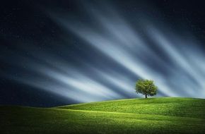 Landscape with the tree on the field at night