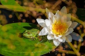 frog on a green leaf near a water lily