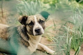 cute dog in green grass