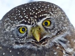 funny face young owl