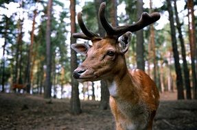 wild doe in the forest